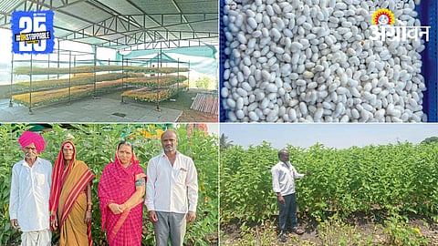 Silk Farming