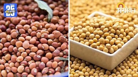 Soybean Tur