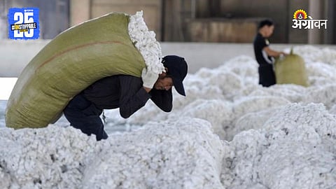 Cotton Market