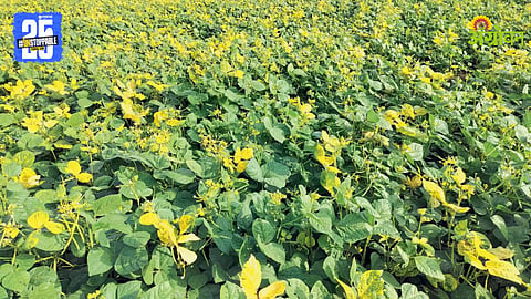 Moong Yellow Mosaic Disease