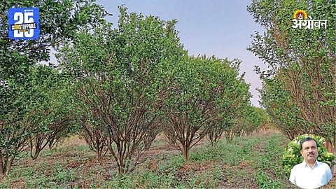 Orange Orchard