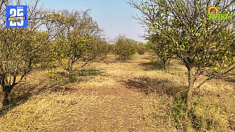 Fruit Orchards