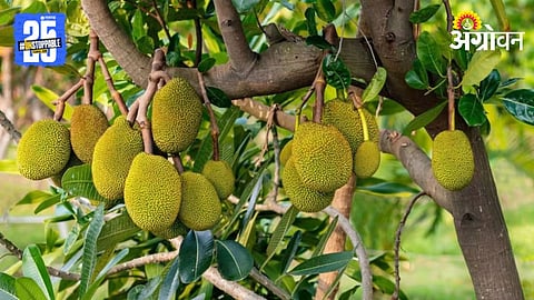 Jackfruit Farming