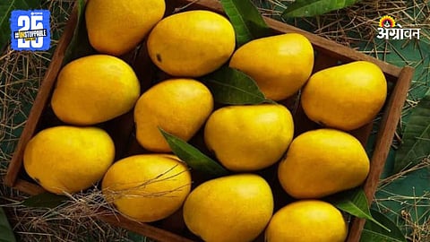 Hapus Mango