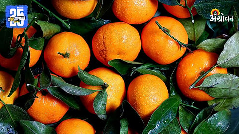 Citrus