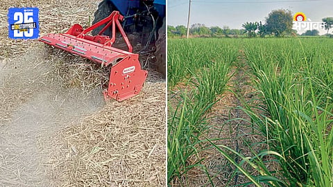 Sugarcane Crop
