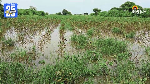 Crop Damage
