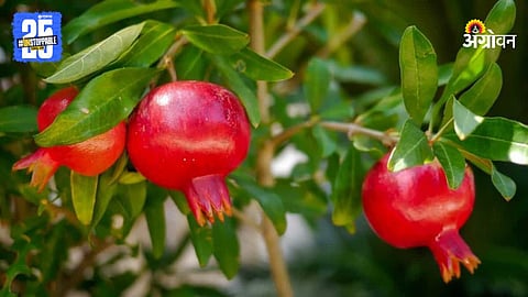 Pomegranate