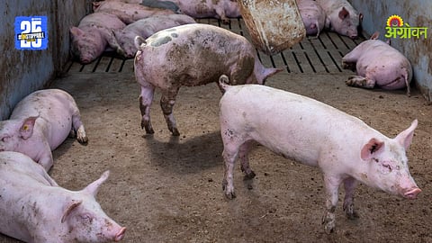 Pig Farming