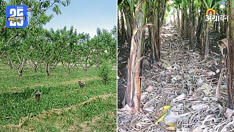 Agriculture