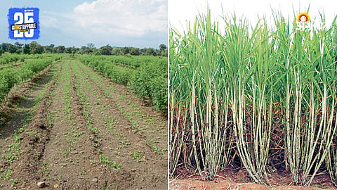Agriculture