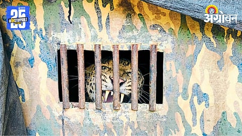 Leopard