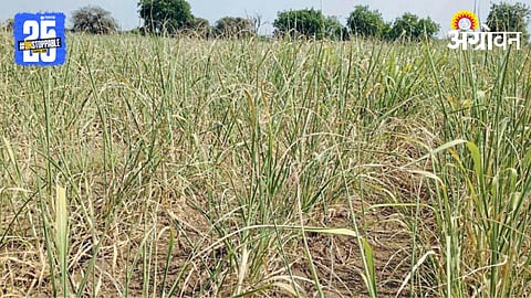 Crop Damage