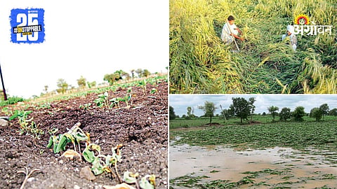 Crop Damage