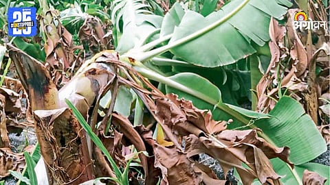 Crop Damage