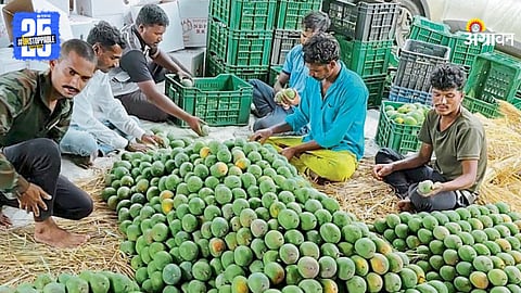 Mangos