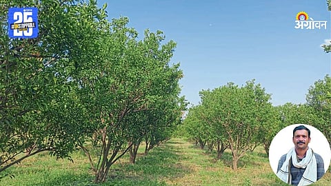 Orange Orchard