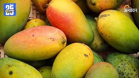 Mango