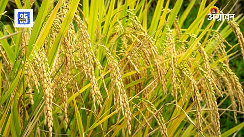 Paddy Varieties