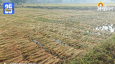 Crop Damage