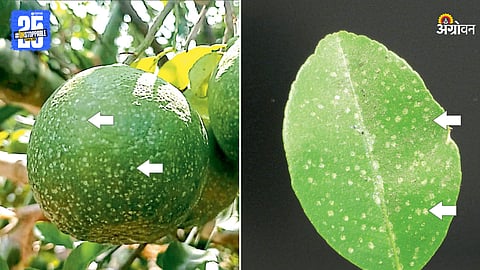 Citrus Crop