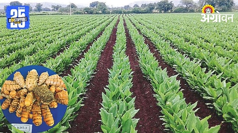 Turmeric Farming