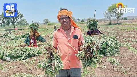 Groundnut Crop