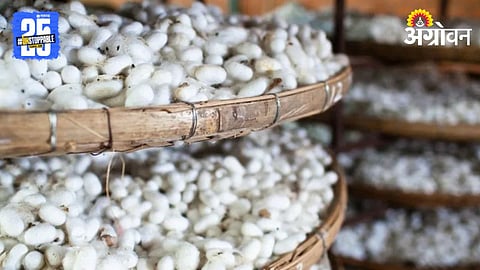 Sericulture
