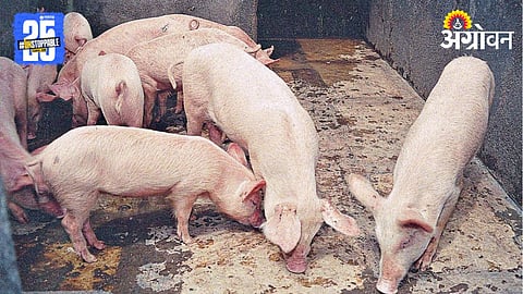 Pig Farming