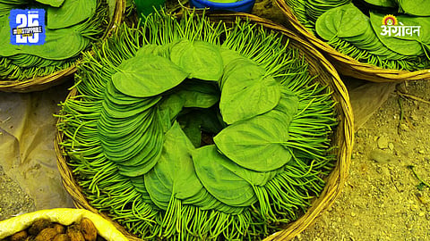 Betel Leaf