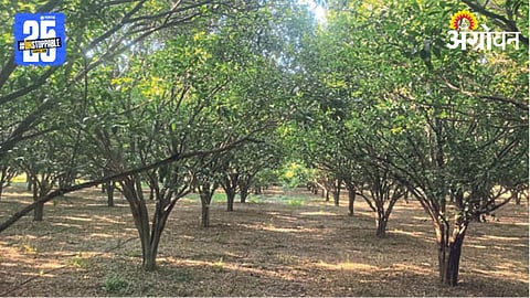 Orange Farming