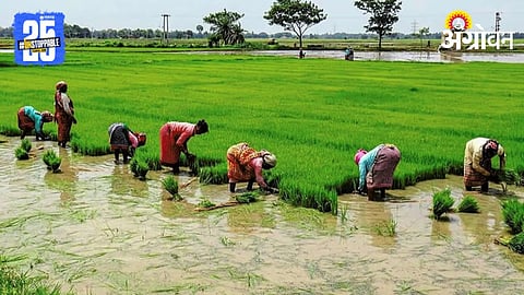Paddy Plantation