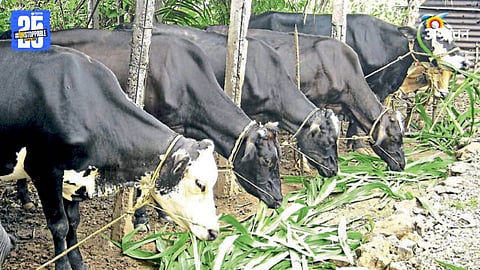 Animal Husbandry