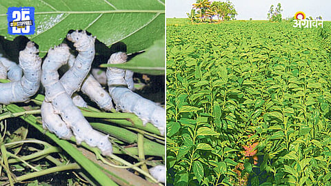 Silkworm Cocoon