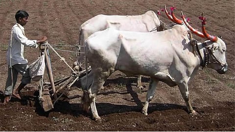 Kharip Sowing