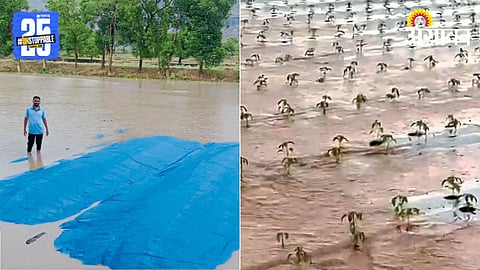 Rain Crop Damage