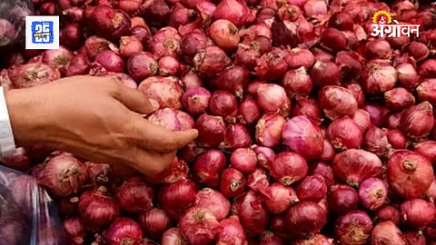 Onion Market Rate