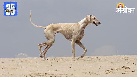 Caravan Dog