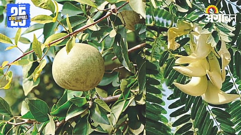 Herbal Plant Subsidy