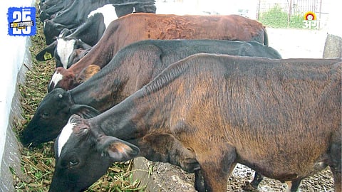 Animal Husbandry