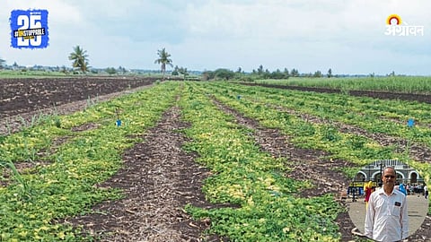 Cucumber Farming