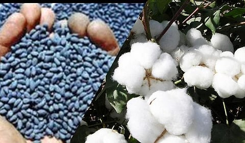 Cotton Seeds Seized Nashik
