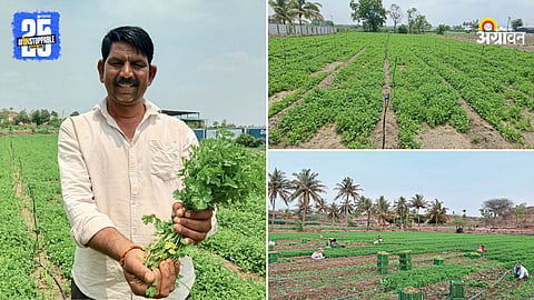 Coriander Farming