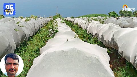 Pomegranate Farming