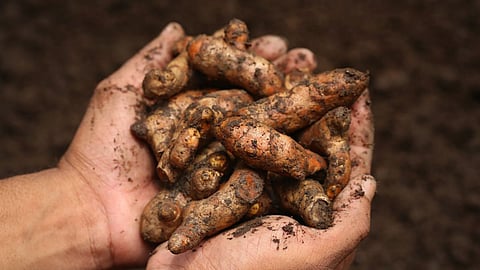 Turmeric Cultivation