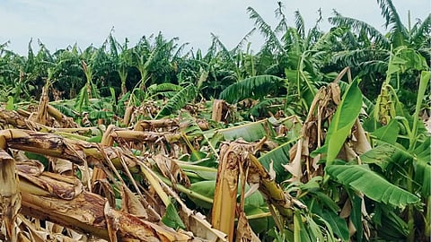 Akola Agriculture Damage