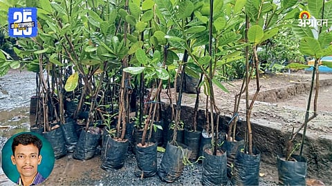 Cashew Plant