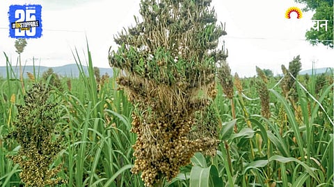 Rain Crop Damage