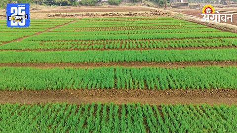 Paddy Farming
