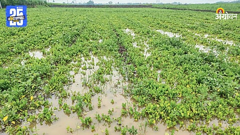 Rain Crop Damage